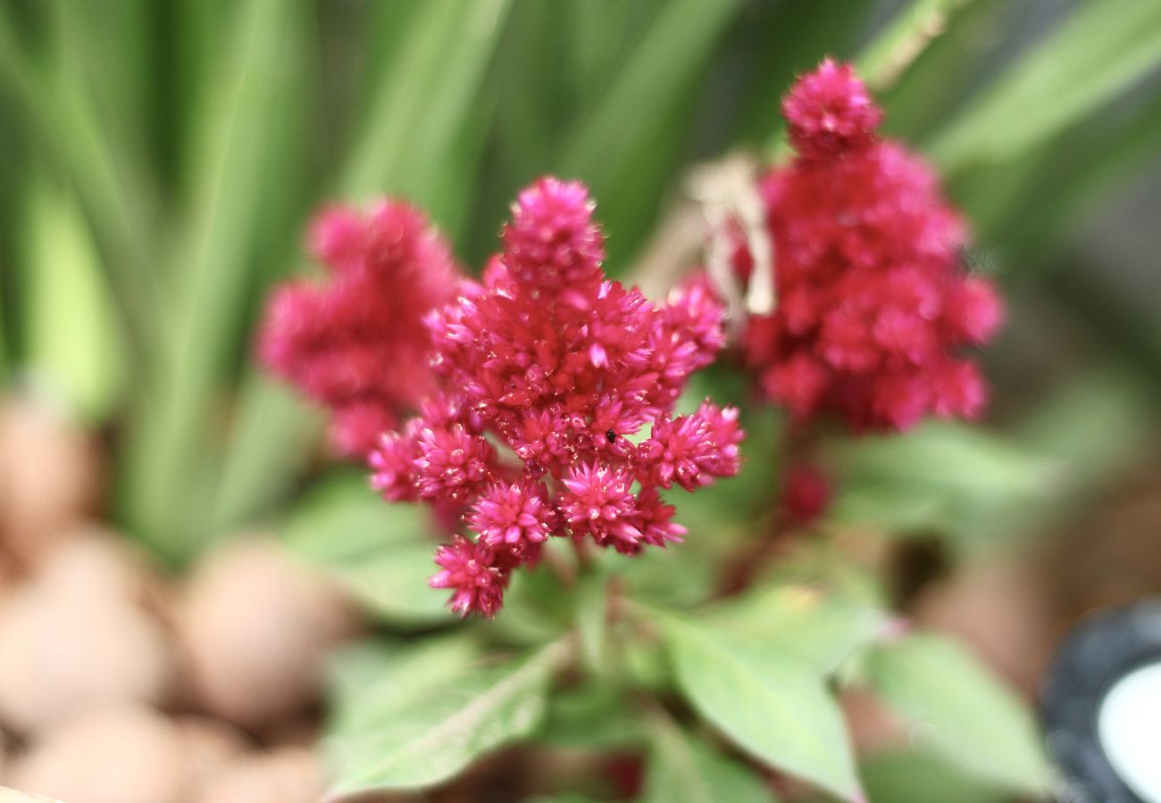 Rent by room in Cabo Frio - Pousada a 1 minuto da praia | UNR